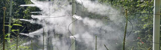 Niiskem kliima muudab kaskede kasvu ja veekasutust