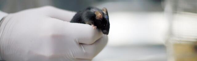 Eesti teadlane sai Harvardist doktorikraadi ja asutas USAs iduettevõtte. “Firma ehitamine on superraske”