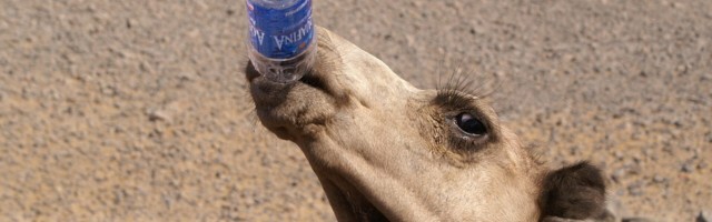 MÜÜDIMURDJA | Kui sa pole just kaamel, ei pea sa jooma 6-8 klaasi vett päevas