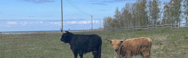 Mägiveised hakkavad Paljassaare rannaniitu hooldama