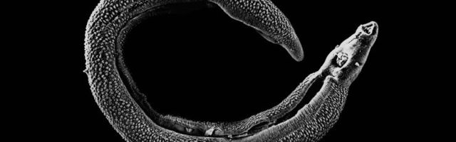 Taimemürgid hoogustavad eluohtlike haigustekitajate levikut