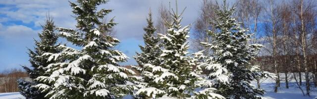 Milline tuleb jõuluilm sellel aastal