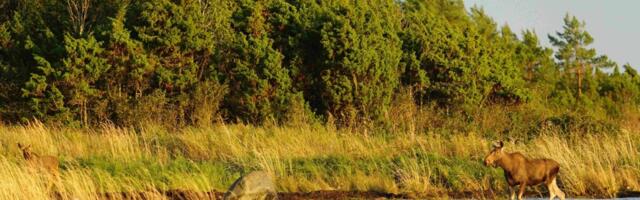 Eesti ja Läti teadlased uurivad põtrade arvukuse muutusi