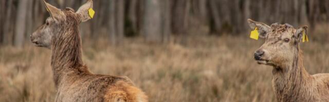 LOATA SAAREL | Kes tõi Hiiumaale kaks kõrvamärkidega hirve?