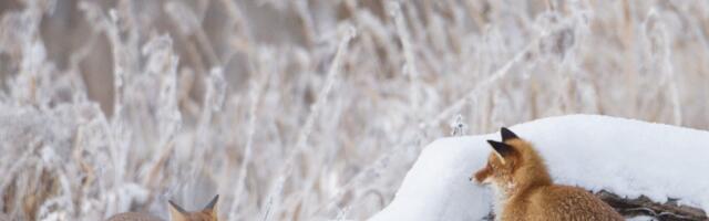 Kevade märgid on juba õhus! Kas märtsis lilled juba õitsevad?