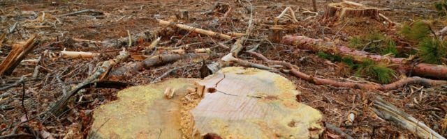 18. juunil marsitakse Tallinnas lageraiete vastu