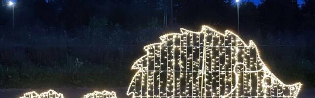 ÄGE IDEE | Siilipere meelitab Kohtla-Uuekülla elama