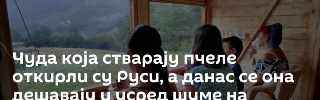 Чуда која стварају пчеле откирли су Руси, а данас се она дешавају и усред шуме на планини Тари
