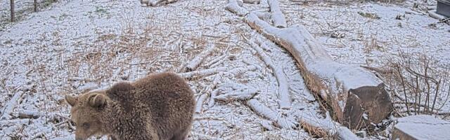 Mõmmu-Ursula tegemisi näeb nüüdsest ka veebikaamera vahendusel
