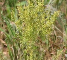 Ääremärkusi teaduse vahelt: Madagaskari uhhuukampaania –  pujujoogiga koroona vastu