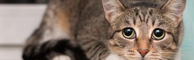 Prantsuse pensionäri kodus peitus õõvastav saladus