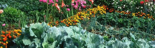 NIPID | Kõige paremad meetmed taimekahjurite vastu võitlemiseks