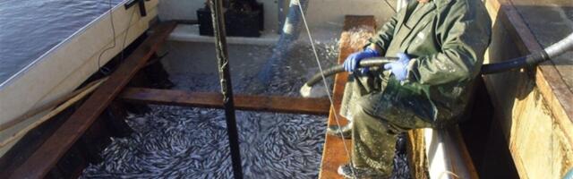 2026. aasta kalapüügireeglid ja tasud on kinnitatud