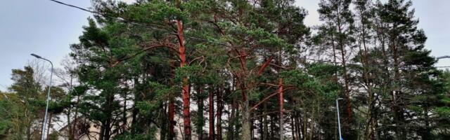 LOETUIMAD LOOD 2025: Haapsallu tuleb veel üks toidupood