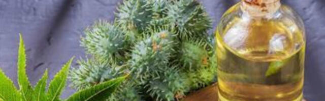 Ricinus communis – räägime maailma vanimast ravimtaimest