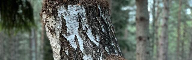 Juht, kindlusta oma inimeste meelerahu tagala