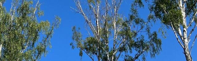 Metsakahjurid on jõudnud kaskedele