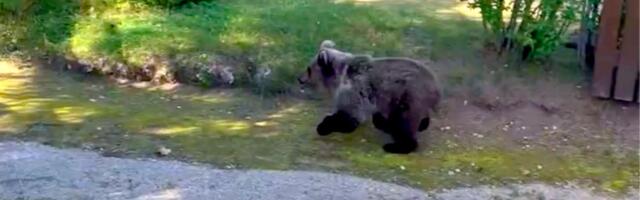 Alutaguse karud laamendavad kalmistutel. „Laternaid on lõhutud ja põlevaid küünlaid sealt välja kaabitud“