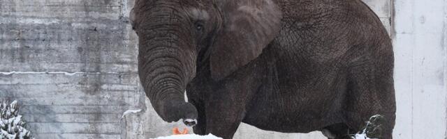 Loomaaed: elevandid joovad pärast pakaselise ilmaga õueskäiku sooja teed