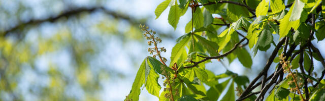 Allergoloog: tervislikuna näiv menüümuutus võib tuua uusi tervisemuresid