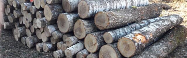 Kasepuidu hinnad on metsikud