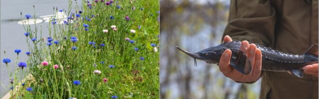 Rohekoridorid linnas ja tuura comeback: Eestis alustas kaks suuremahulist loodusprojekti