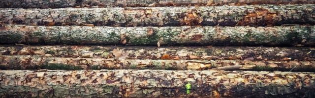 Majandustulemused: metsavaruja tegi tubli tulemuse