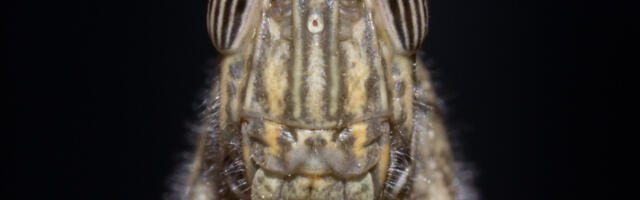 Uued toitumissoovitused: rohutirtsudieet planeedi päästmise nimel?