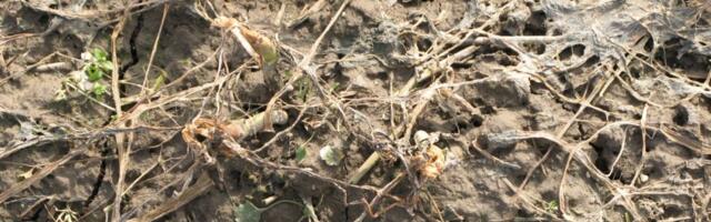 Mitmed rapsikasvatajad on ebasoodsa sügise ja talve tõttu tühjade pihkudega jäänud