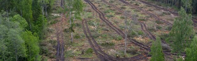 Mari Kartau: kui Eestit keegi Euroopas metsaküsimustes ei esinda, siis pole ime, et meile seatakse mõistusevastased eesmärgid