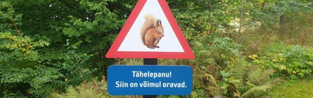 Maarjamaast on saamas vikerkaarevärviline oravaparadiis