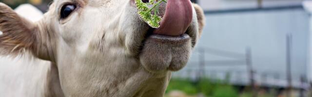 Eestimaa lehmad tänavu nälga ei jää