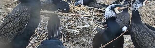 Kalurid küsisid riigilt taas luba hävitada rohkem kormorane