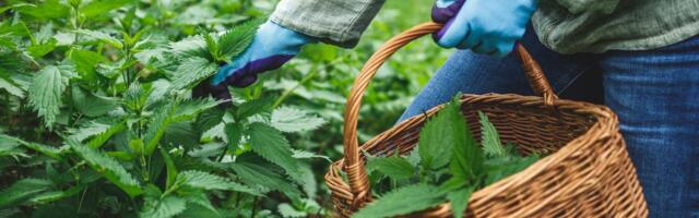 Kevadine nõgesesupp on palju enamat kui lihtsalt „umbrohusöömine“