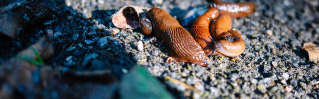 Võõrnälkjate ohjamiskava õpetab, kuidas nälkjaid humaanselt hukata