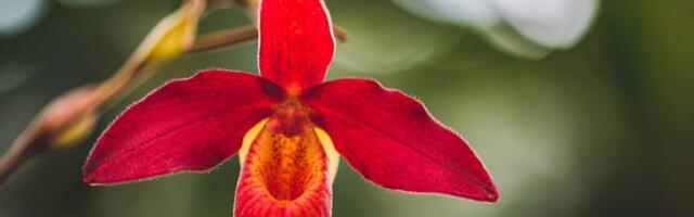 Botaanikaaia populaarne orhideenäitus avatakse taas!