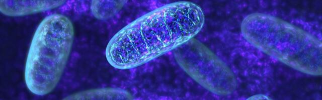 Kaitsmisele tuleb väitekiri Parkin-sõltuva mitofaagia uutest mehhanismidest