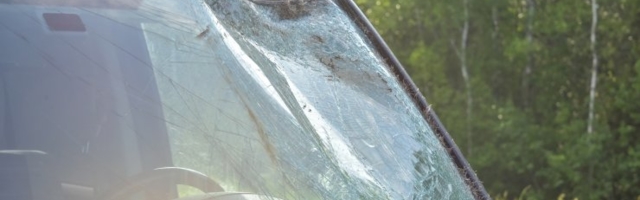 FOTOD | Järvamaal autole ette jooksnud põder hukkus