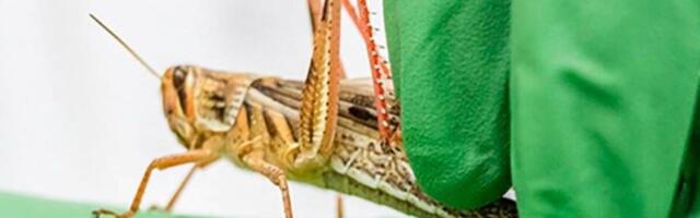 Rohutirts võib inimese hingeõhust tuvastada vähi