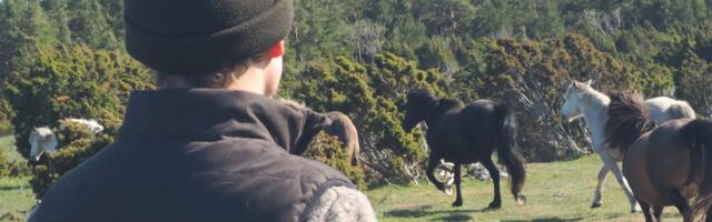 Värske uurimus_ inimesed kodustasid hobuse aastatuhandeid hiljem, kui seni arvati