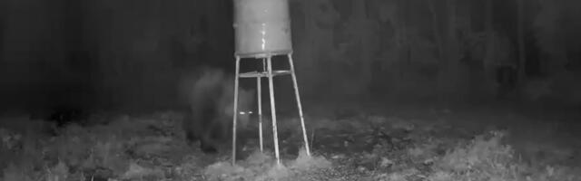 JÄLLE SEE KARU | Videosse jäi söödaplatsil toimetanud karu