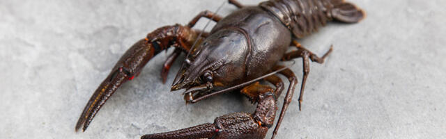 Vähi püügiluba saab taotleda 1. juulist