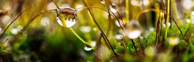 Kuidas hooldada keskkonnasõbralikku muru: Jätkusuutliku muruhooldusturge nõuanded