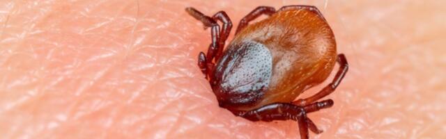 Ettevaatust, puugid!