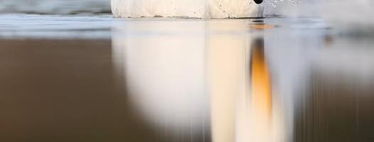 Kilvar Kessler NÄDALA FOTO