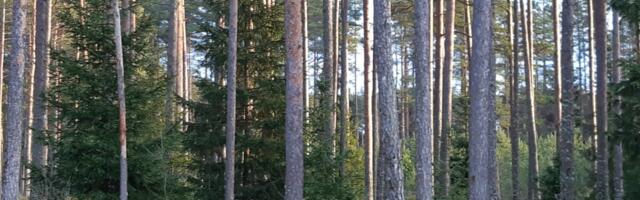 Avati taotlusvoor noorte metsade hooldustööde toetamiseks