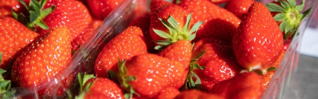 Mariliis Lindsalu: maasikakasvatajad ei laiskle ning töötajad ei ole orjad