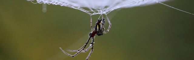 ARAKNOFOOBI ÕUDUSUNENÄGU ⟩ Ämblikuvõrku saab nüüd riideesemena seljas kanda