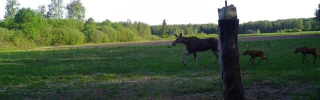 Mulgimaal liiguvad põdravasikad koos emaga juba ringi