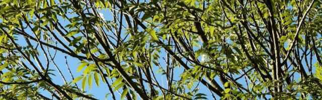 Karantiinset saarepuude kahjurit saare-salehundlast Eestis ei leitud